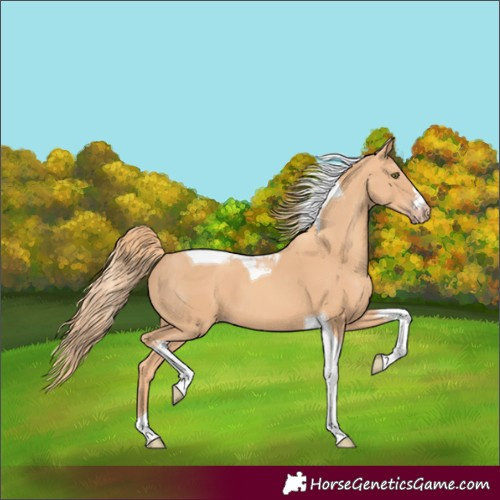 Horse Color:Gold Champagne Tobiano