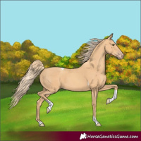 Horse Color:Gold Champagne Tobiano 
