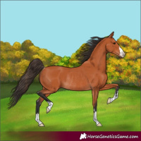 Horse Color:Bay Rabicano