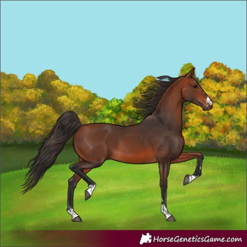 Horse Color:Bay 