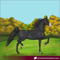 Horse Color:Black  and Black Frame 
