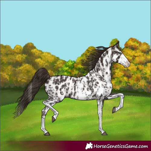 Horse Color:Liver Chestnut Sabino Splash Appaloosa  and Liver Chestnut Sabino Splash Appaloosa Rabicano 