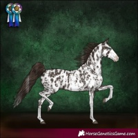 Horse Color:Liver Chestnut Sabino Splash Near Leopard  and Liver Chestnut Sabino Splash Near Leopard Rabicano 