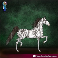 Horse Color:Liver Chestnut Sabino Splash Appaloosa and Liver Chestnut Sabino Splash Appaloosa Rabicano