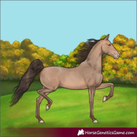 Horse Color:Amber Champagne