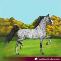 Horse Color:Blue Roan and Blue Roan Splash