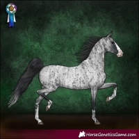 Horse Color:Blue Roan and Blue Roan Splash