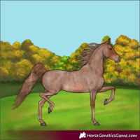 Horse Color:Red Roan 