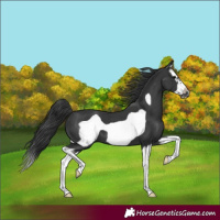 Horse Color:Black Splash Frame 