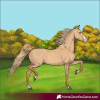 Horse Color:Red Dun Splash 