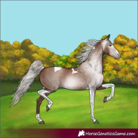 Horse Color:Gray Silver Black Pearl Tobiano 