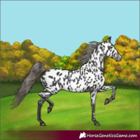 Horse Color:Smoky Black Appaloosa