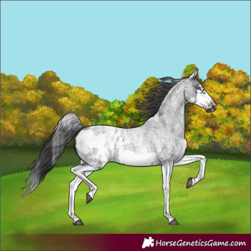 Horse Color:White Spotted Blue Roan Splash Frame Appaloosa