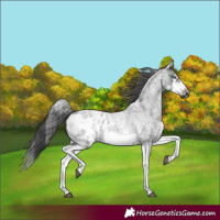 Horse Color:White Spotted Blue Roan Splash Frame Appaloosa 