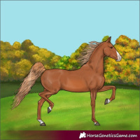 Horse Color:Chestnut Splash 