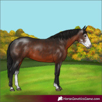 Horse Color:Gray Brown Sabino 