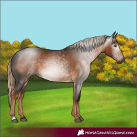 Horse Color:Gray Chocolate Palomino Rabicano