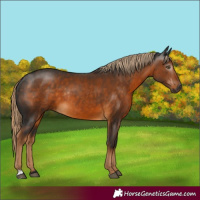Horse Color:Gray Chocolate Palomino Rabicano