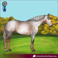 Horse Color:Gray Chocolate Palomino Rabicano 