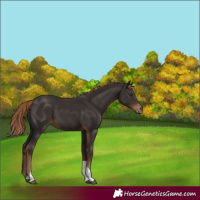 Horse Color:Liver Chestnut Tobiano 