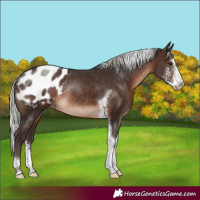 Horse Color:Silver Brown Sabino Tobiano Appaloosa Rabicano