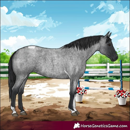 Horse Color:Blue Roan Tobiano Rabicano 