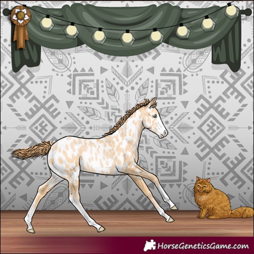 Horse Color:Buckskin Pearl Sabino Near Leopard 