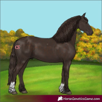 Horse Color:Liver Chestnut Tobiano 