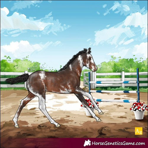Horse Color:Liver Chestnut Sabino Rabicano 