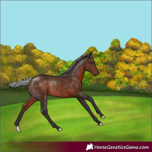 Horse Color:Silver Brown Rabicano 