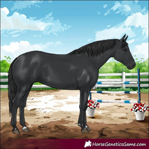 Horse Color:Black 