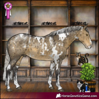 Horse Color:Powder White White Spotted Silver Buckskin Dun Brindle