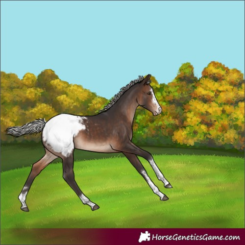 Horse Color:Silver Brown Appaloosa 