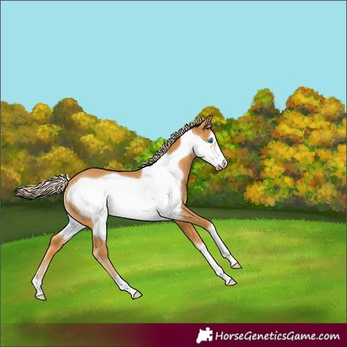 Horse Color:Palomino Frame Rabicano 