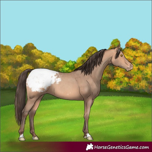 Horse Color:Amber Champagne Snowcap 