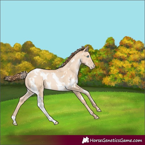 Horse Color:White Spotted Buckskin Pearl 