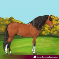 Horse Color:Bay Tobiano 