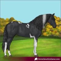 Horse Color:Black Tobiano 
