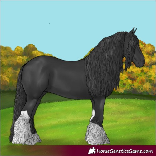 Horse Color:Black Tobiano