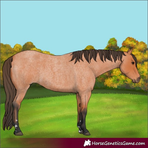 Horse Color:Bay Roan 