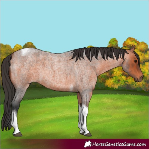 Horse Color:Brown Roan Tobiano