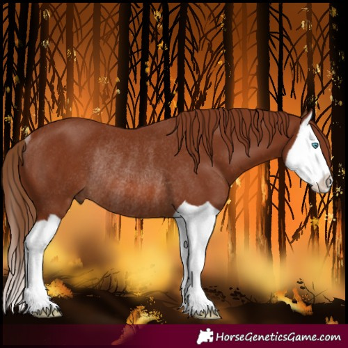Horse Color:Chestnut Splash Rabicano 
