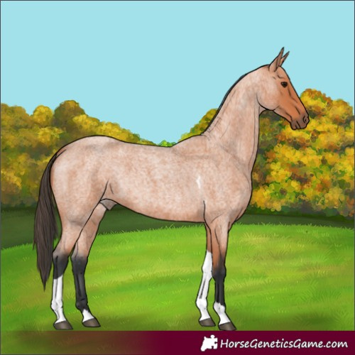 Horse Color:Bay Roan Tobiano