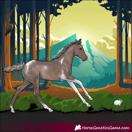 Horse Color:Silver Black Tobiano Rabicano 
