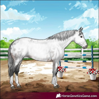 Horse Color:Gray Bay Near Leopard