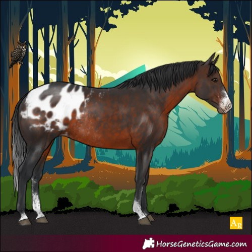 Horse Color:Brown Sabino Blanket Rabicano 