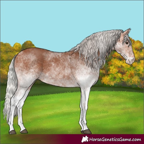 Horse Color:White Spotted Silver Bay 