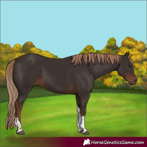 Horse Color:Liver Chestnut Tobiano 