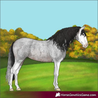 Horse Color:Brown Roan Splash 