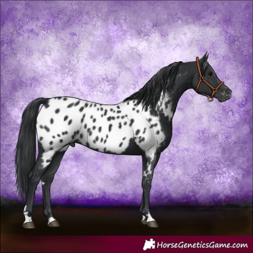 Horse Color:Black Near Leopard 